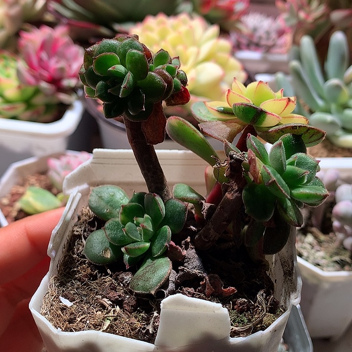 丹尼尔底座锦锦锦