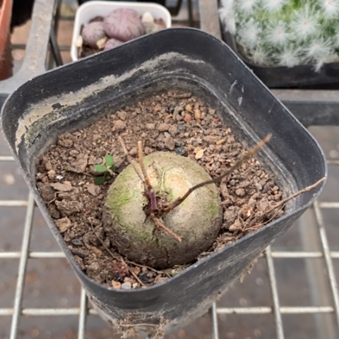 龟甲龙单头3仙人球