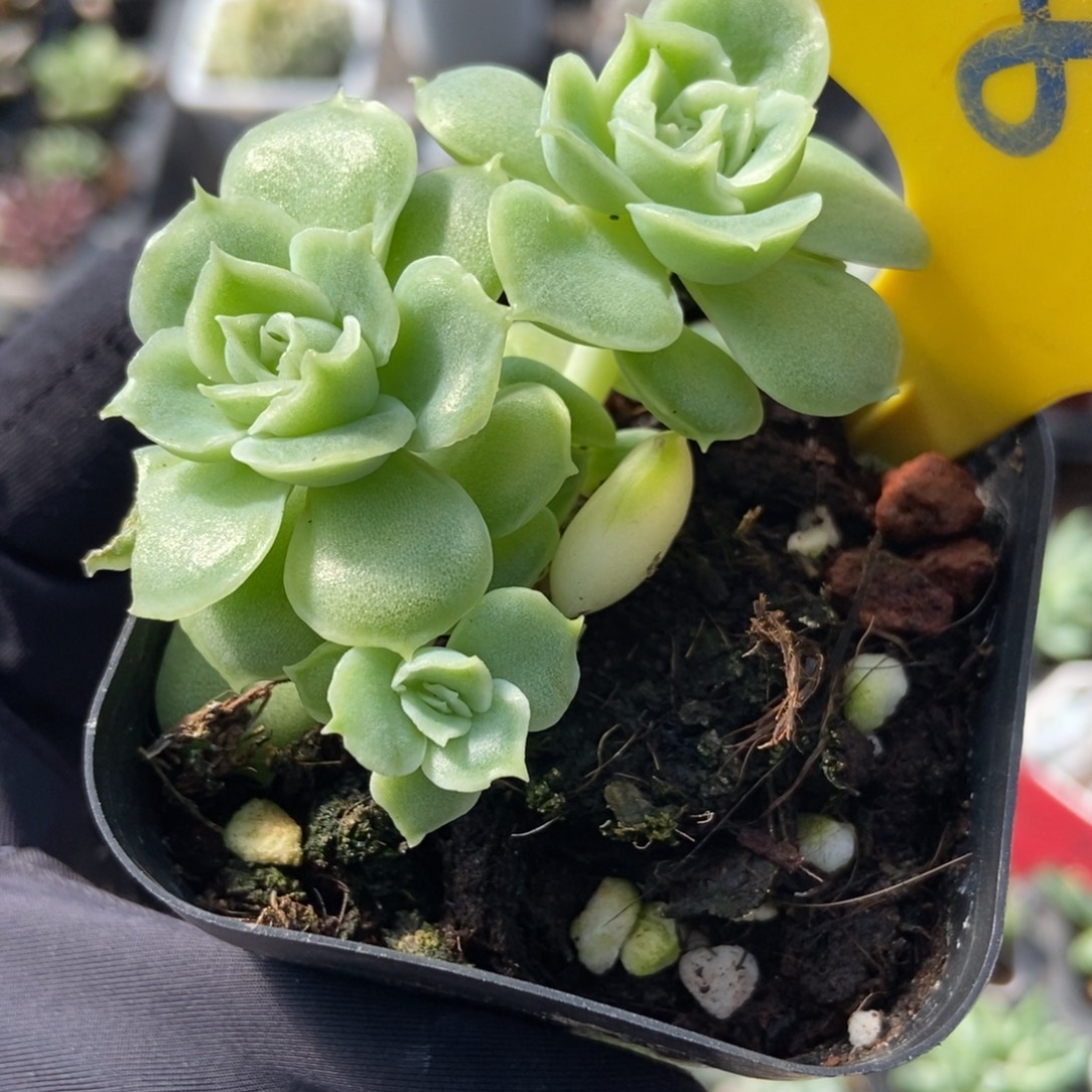 826虾饺多肉植物多肉