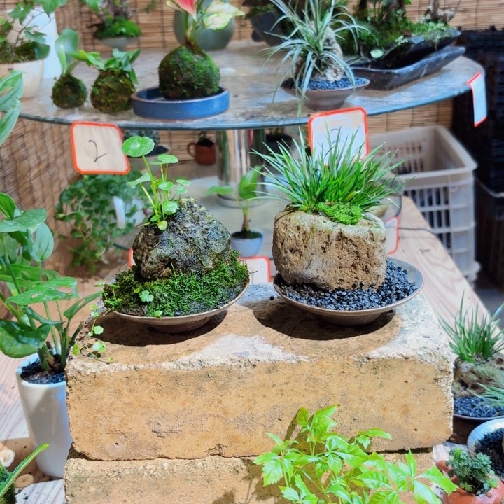 无花朵中**女一物一拍所见即所得104