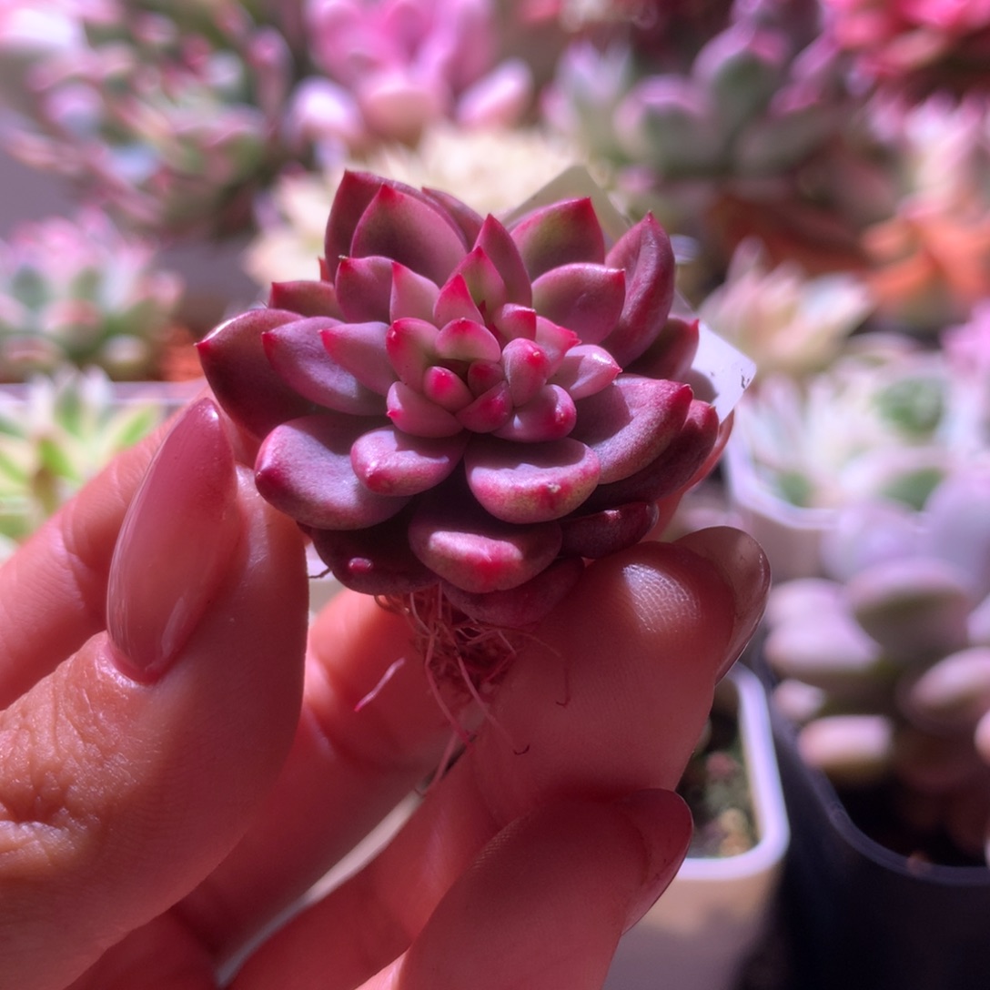 鹰嘴红红覆轮锦有根