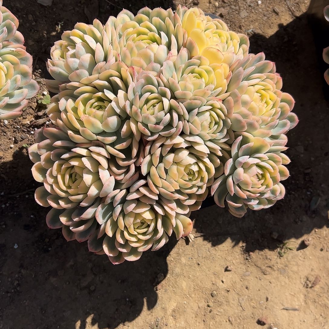 盆***君草莓冰锦多肉。     