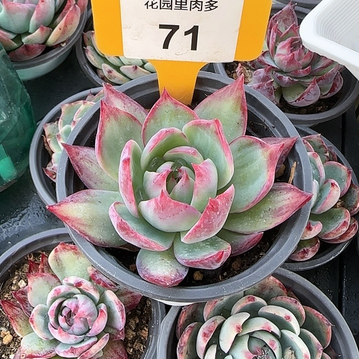 71 惊鸿仙子多肉植物6-9cm