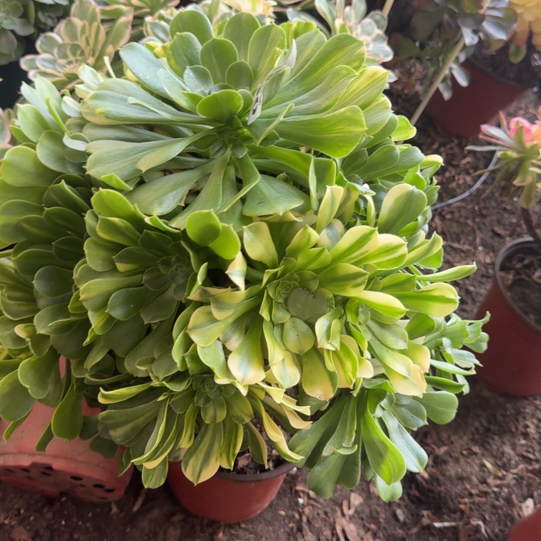 法师五彩琉璃3890 19-50