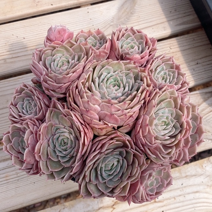 昂斯诺 h h j p 1122