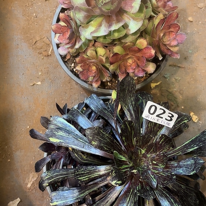 023组合掌心多肉法师锦