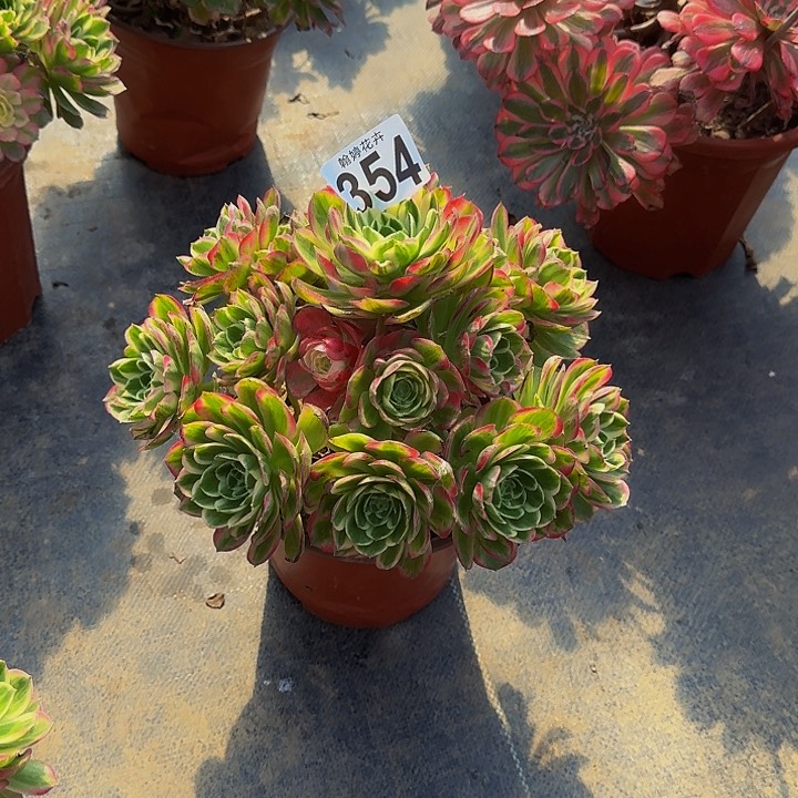 000000000000354海王