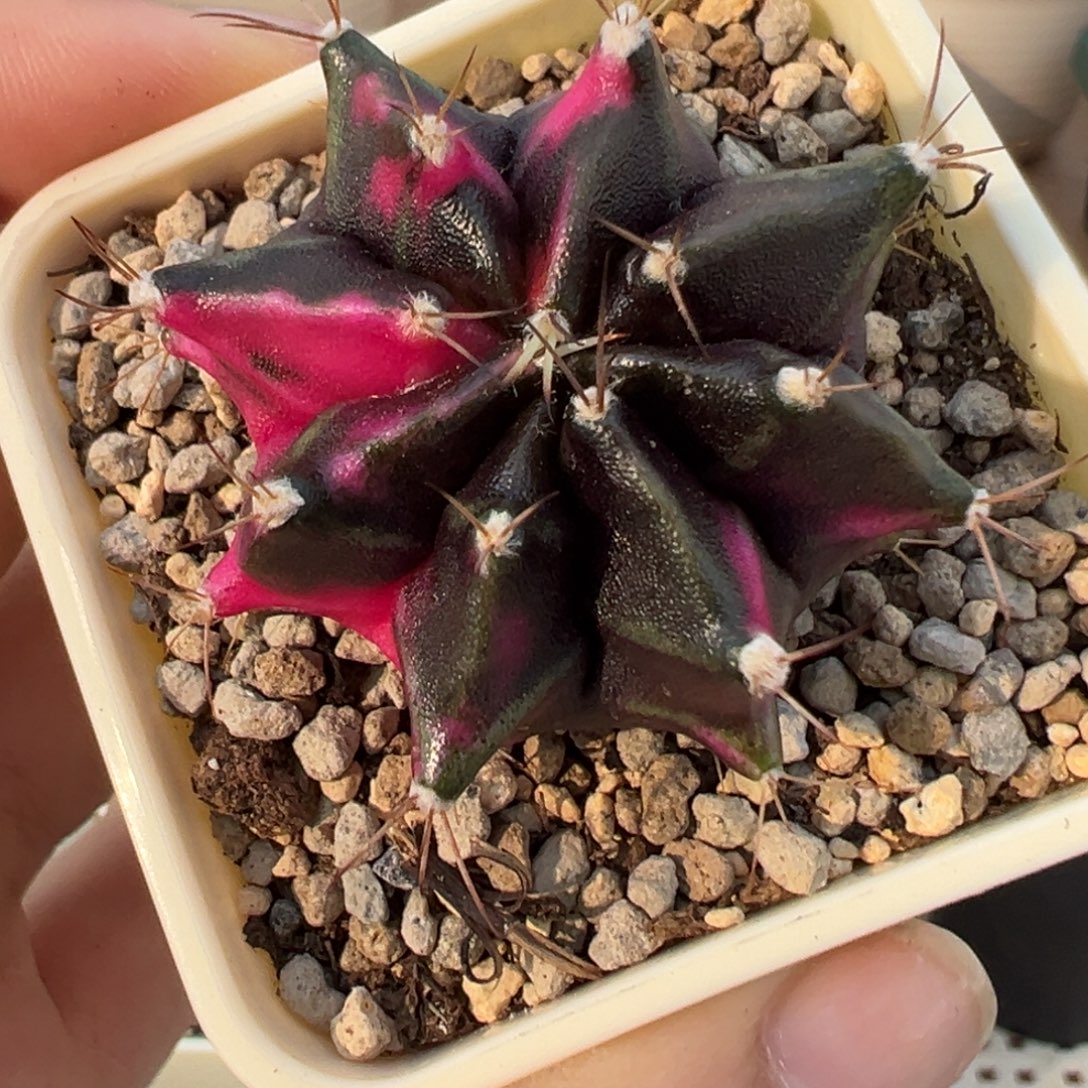 263 好看的米哈冲冲冲