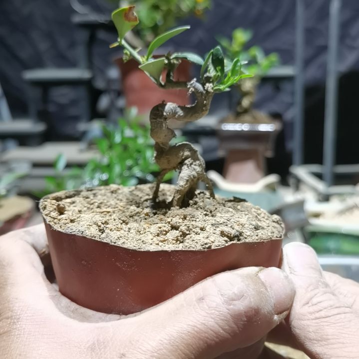 完全开放金豆小橘子绿植的，绿植不包活，包到手是新鲜的。