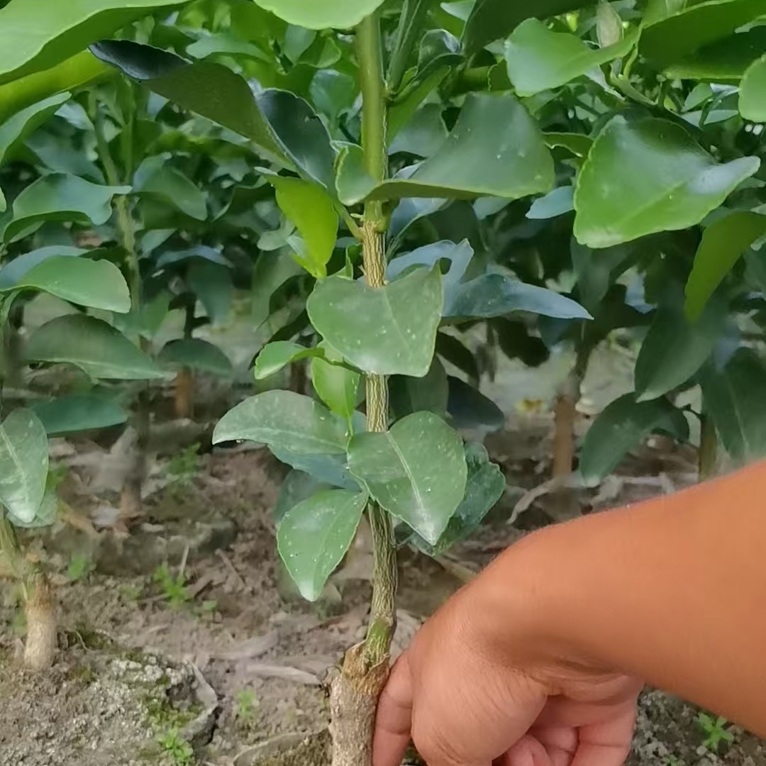脆皮金桔带果盆栽地栽四季开花结果可食用耐寒可过冬室内观赏