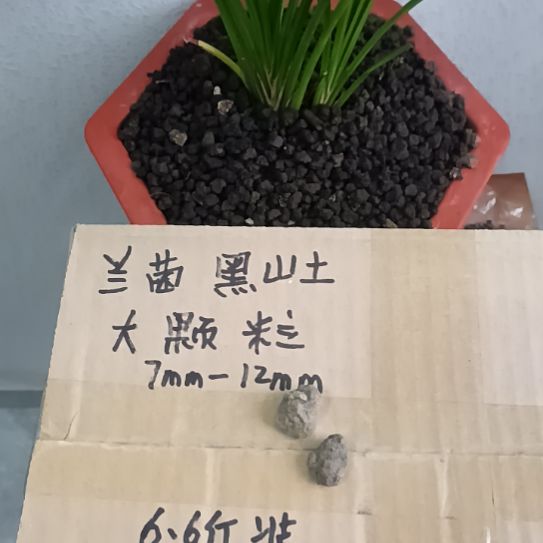 王***恒兰菌黑山土大颗粒6.6斤