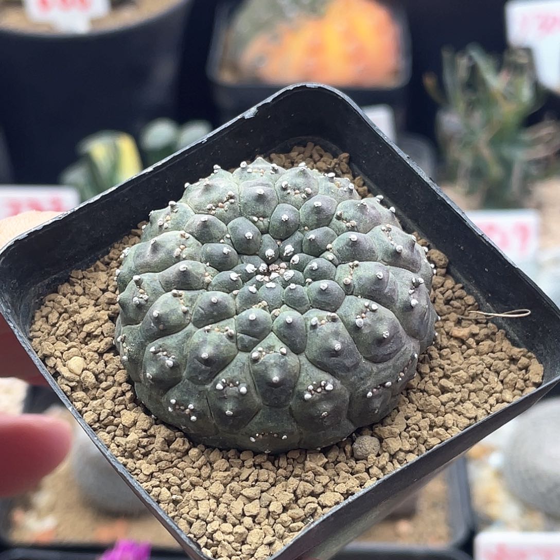 裸萼大戟 致远多肉植物