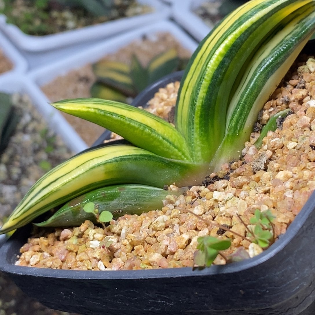 不带盆脱土裸根发货（实生）