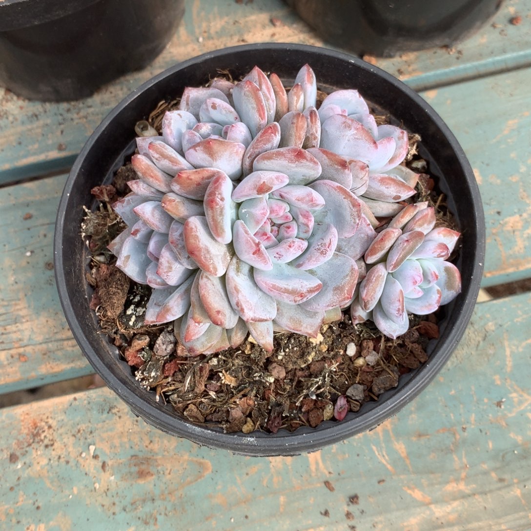 无花朵无砍哈哈哈哈哈哈哈哈