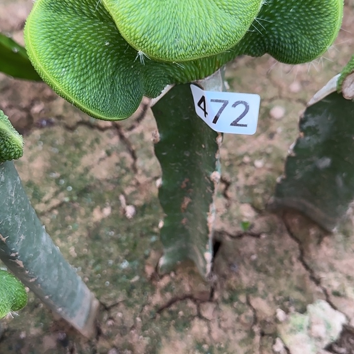 華***薇无花朵嫁接青蛇缀472
