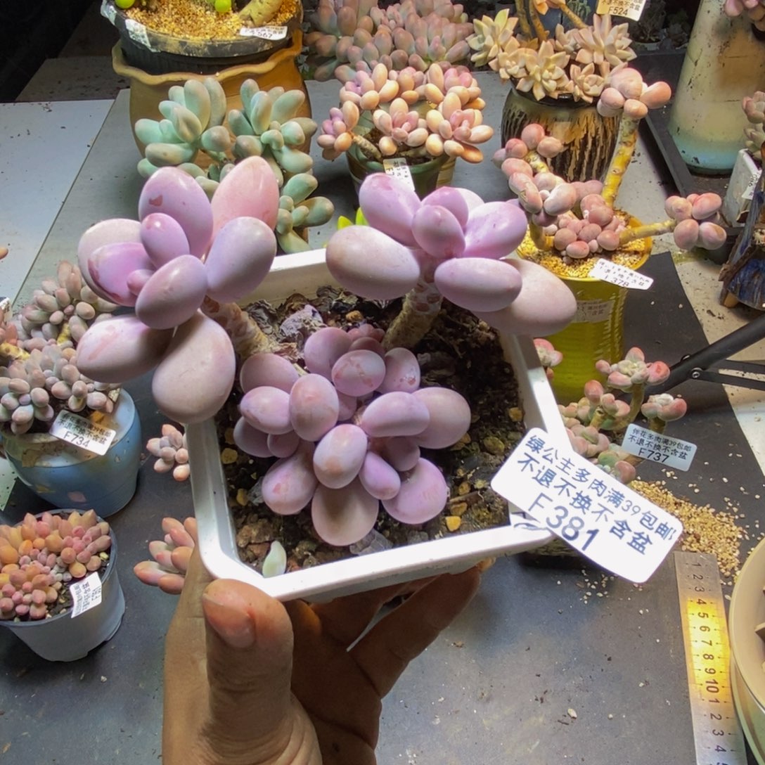 腰子桃蛋381/10cm多肉