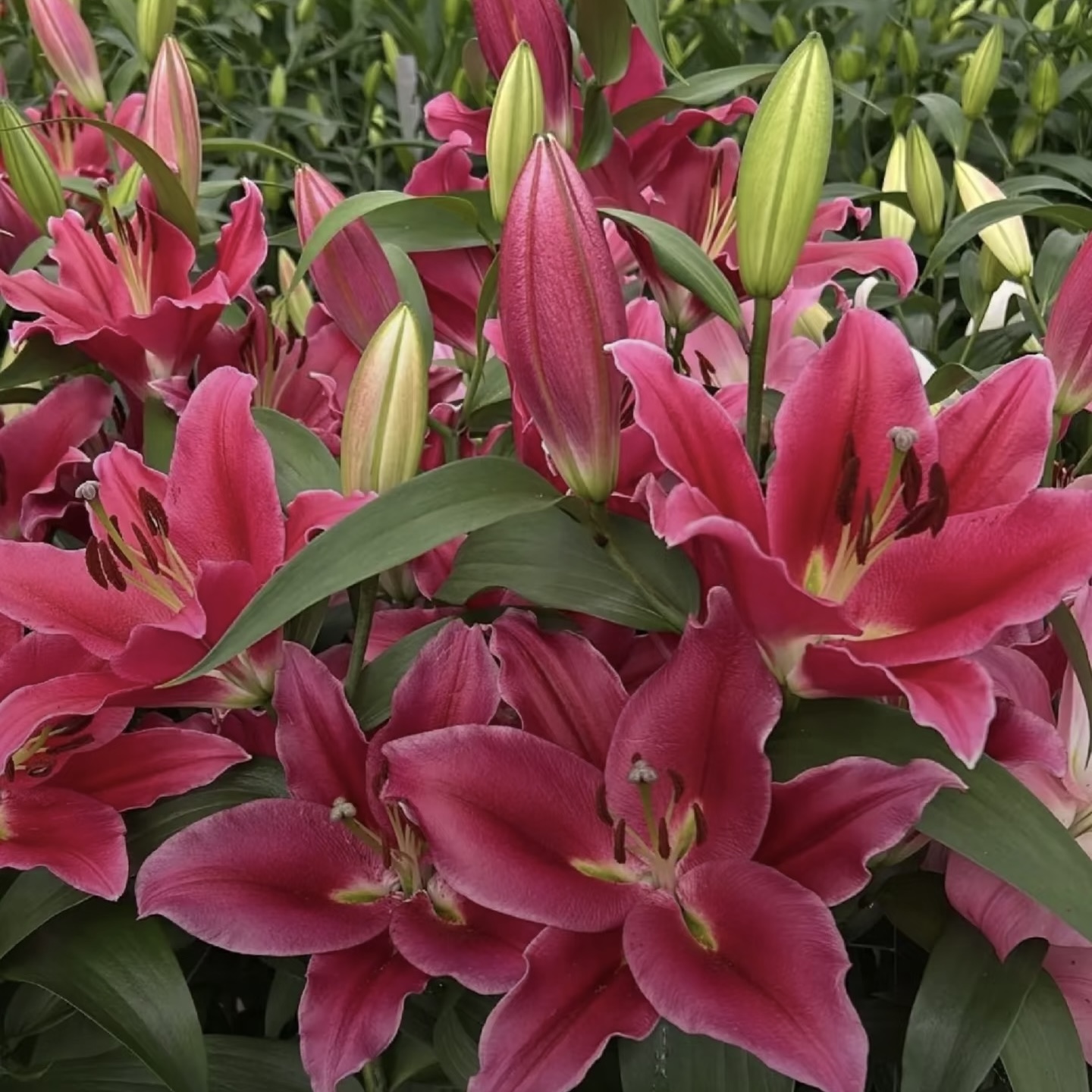 ［西尔则］爱情小镇-单瓣百合 云南基地直发水养鲜切花