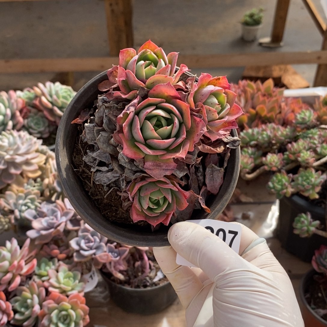 207娜娜小勾一物一拍