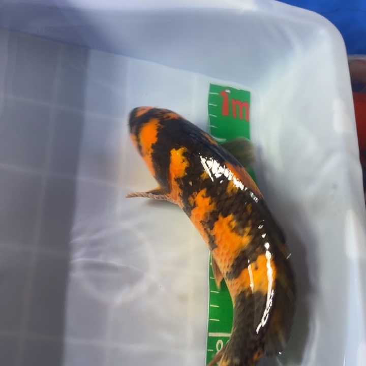 锦鲤锦鲤红白昭和