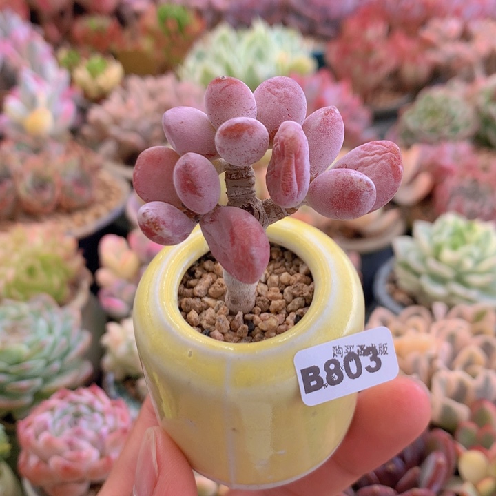 一物一拍含盆土满38包邮B803