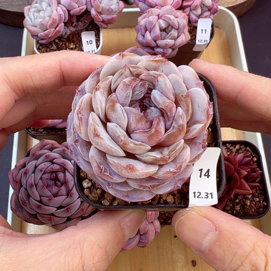 好好看14、哈哈哈哈