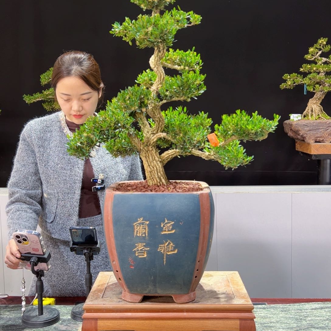 四季常青老桩黄杨盆景