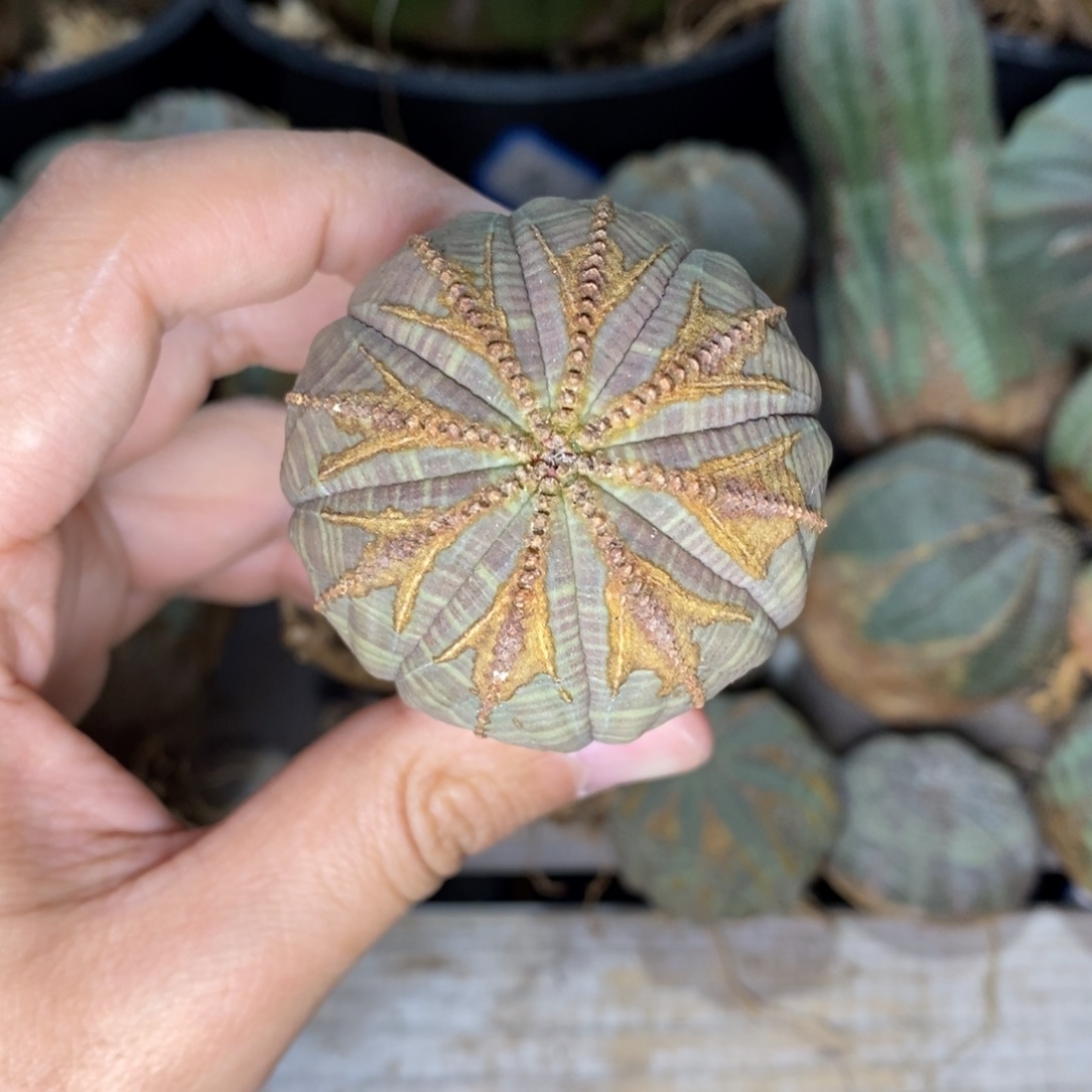 5 欧系实生布纹球多肉植物