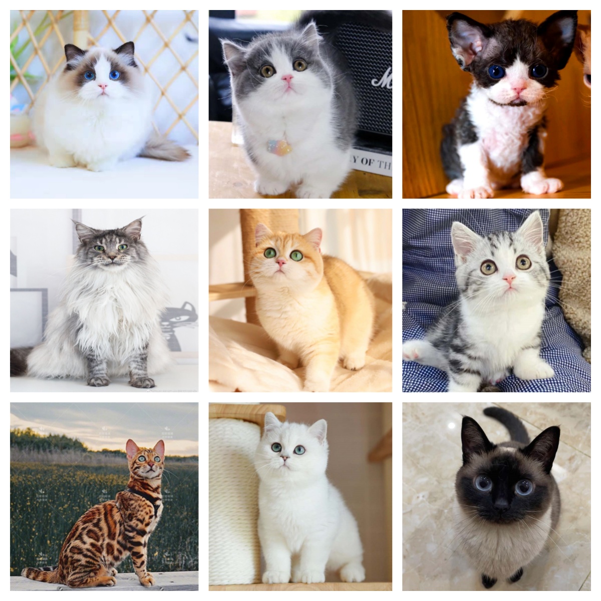【宠粉福利-每小时炸一只】宠物猫活体金渐层英短猫幼崽幼猫