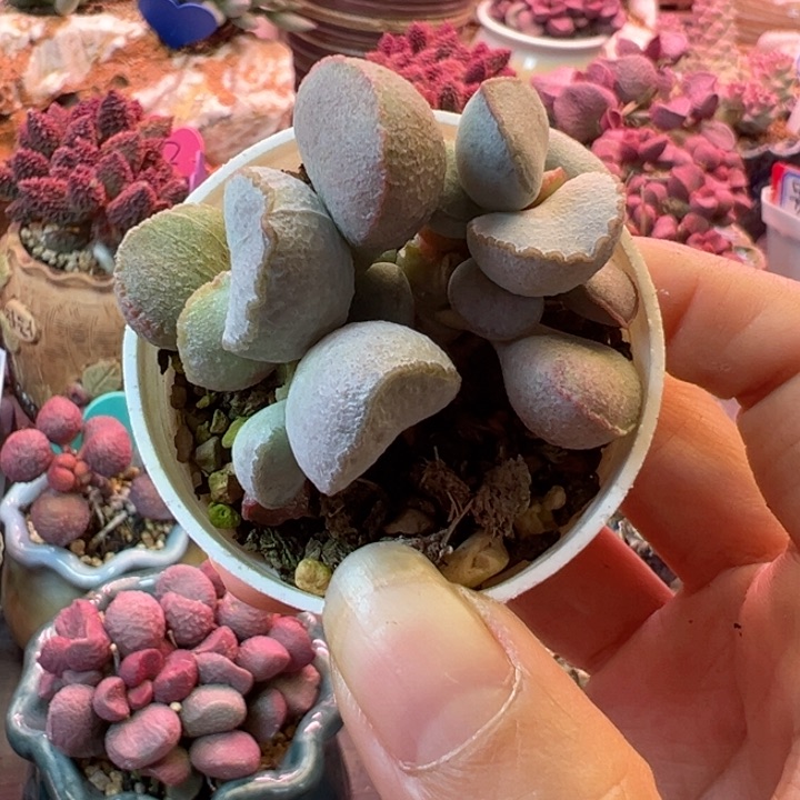 可以吗我想要的是你