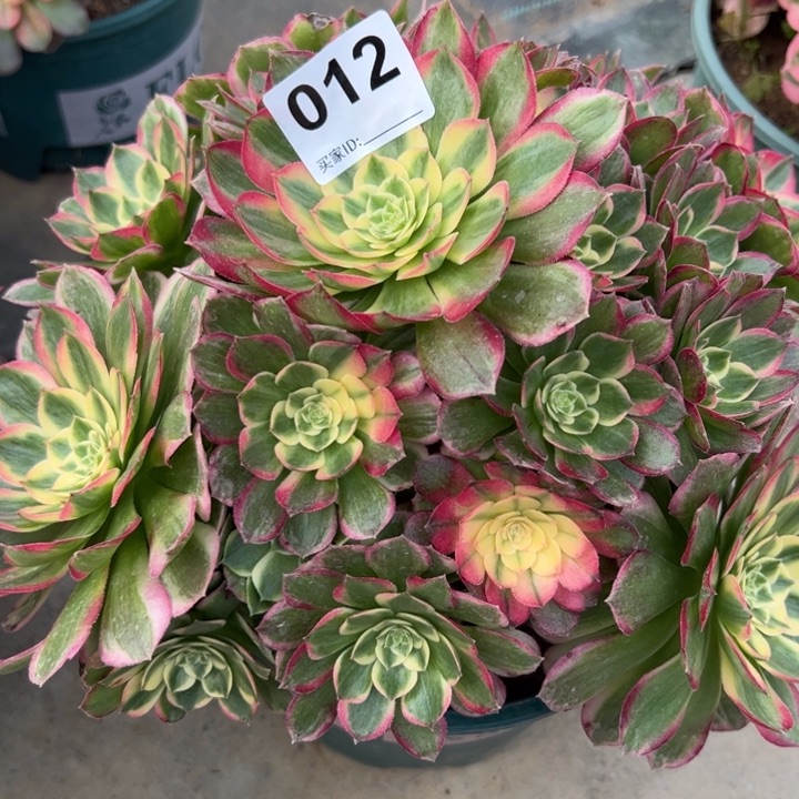 012海王25厘米左右