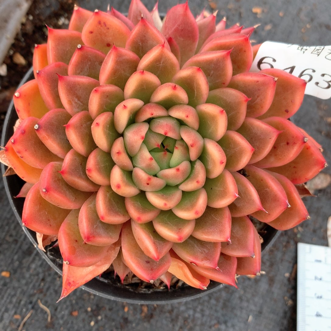 6463不包掉头整散不售后