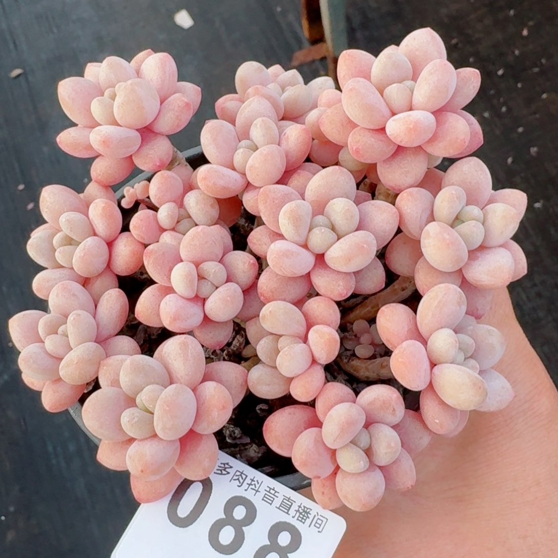 鱼子酱         精品多肉