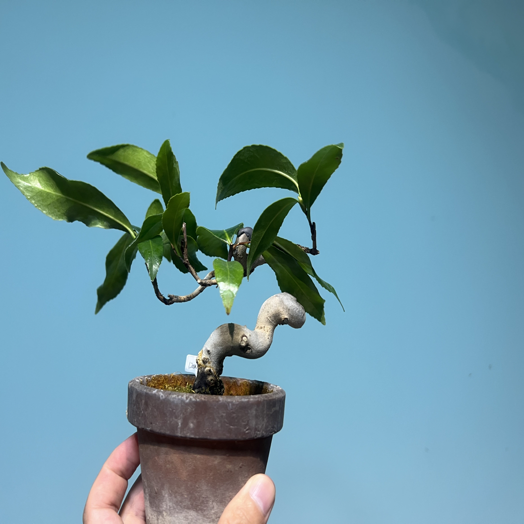 小品盆栽专用链接