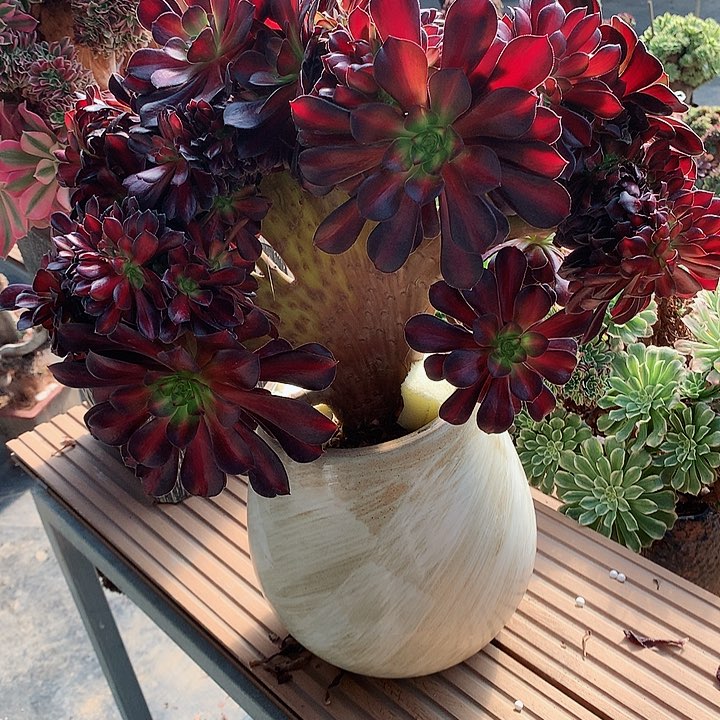 华纳朵朵脱土发货啊