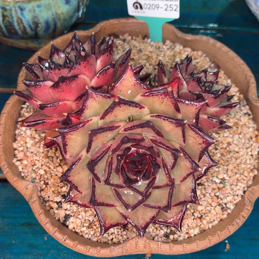 从前慢多肉精选编号0209.252