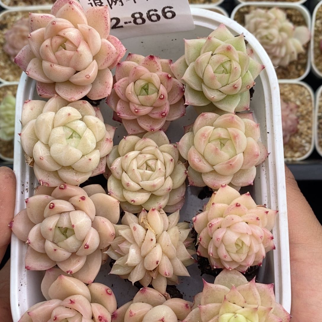 2-866 新疆西藏内蒙不发其他12.8包邮两到三公分多肉