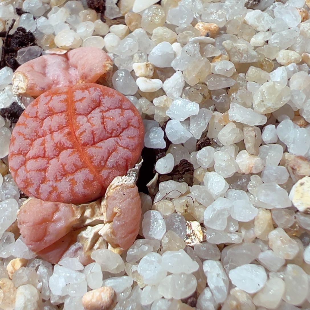 210-306.我的小可爱