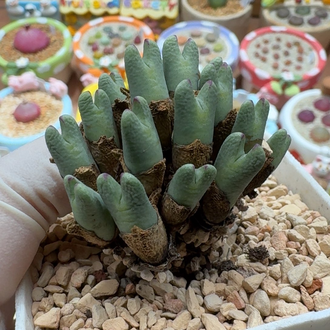 V***a1228-016少将肉锥肉锥肉锥