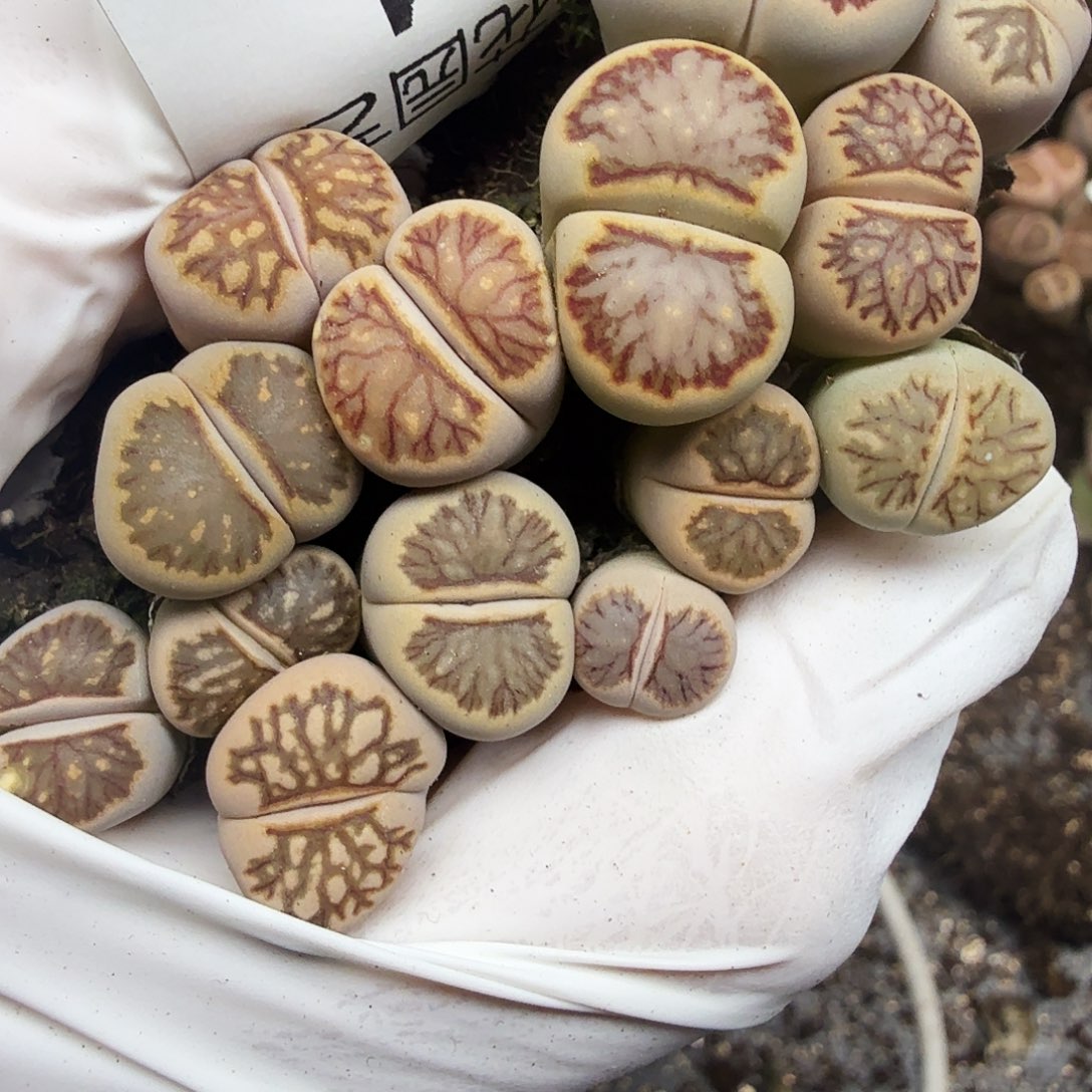 我就去看看这本了呀684这个