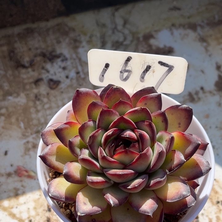 1617多肉57788778888888