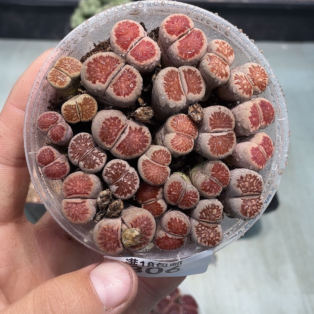 当天凑满十八元包邮生石花