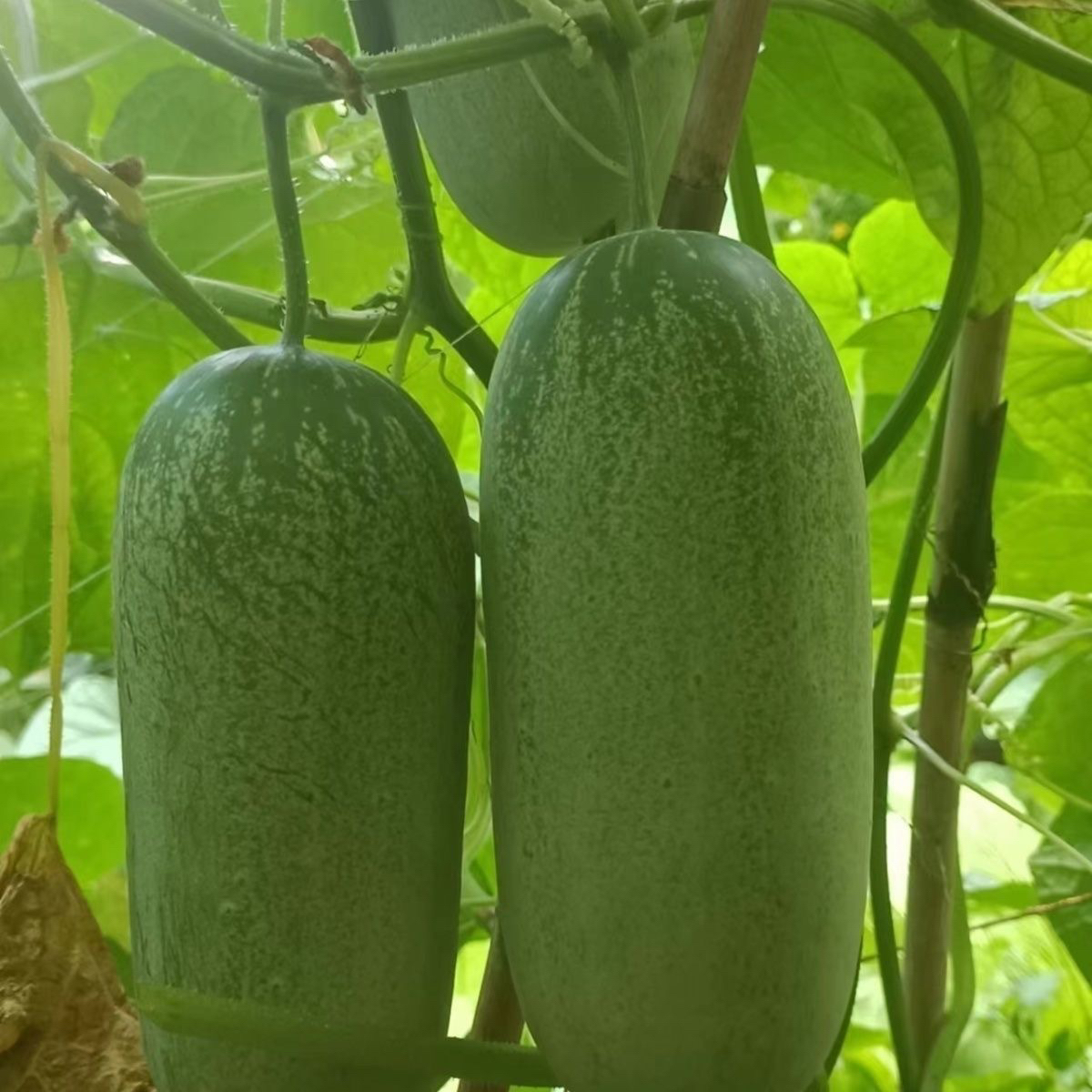 云南老品种黄瓜  集市现收 应季蔬菜