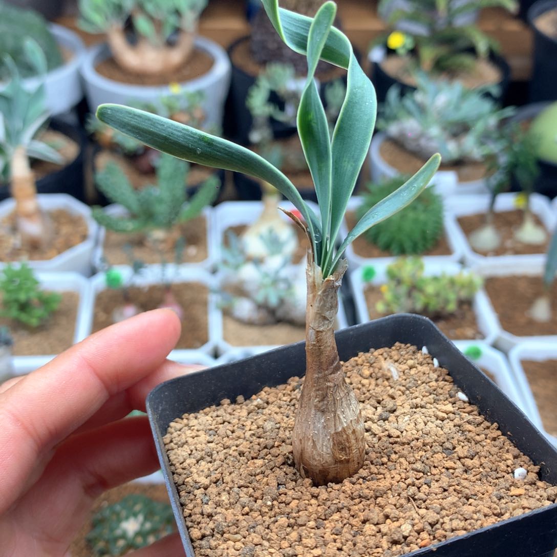 园艺3年巨凤之卵脱土多肉