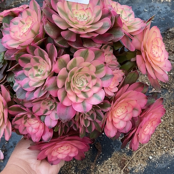 多肉植物荔枝668多肉