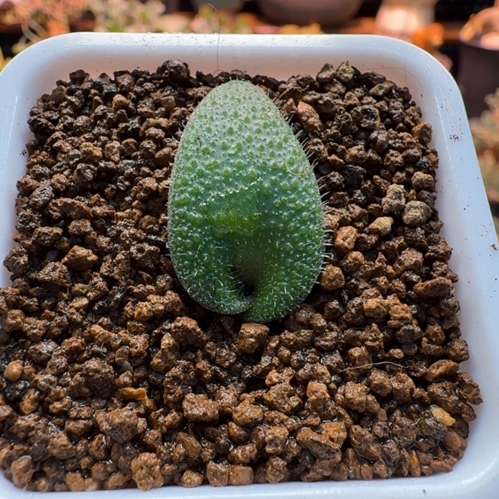 毛叶立金花234 仙人球