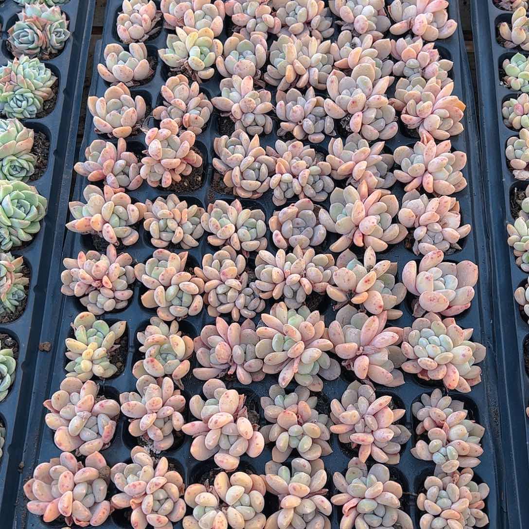 直播福利一物一拍178