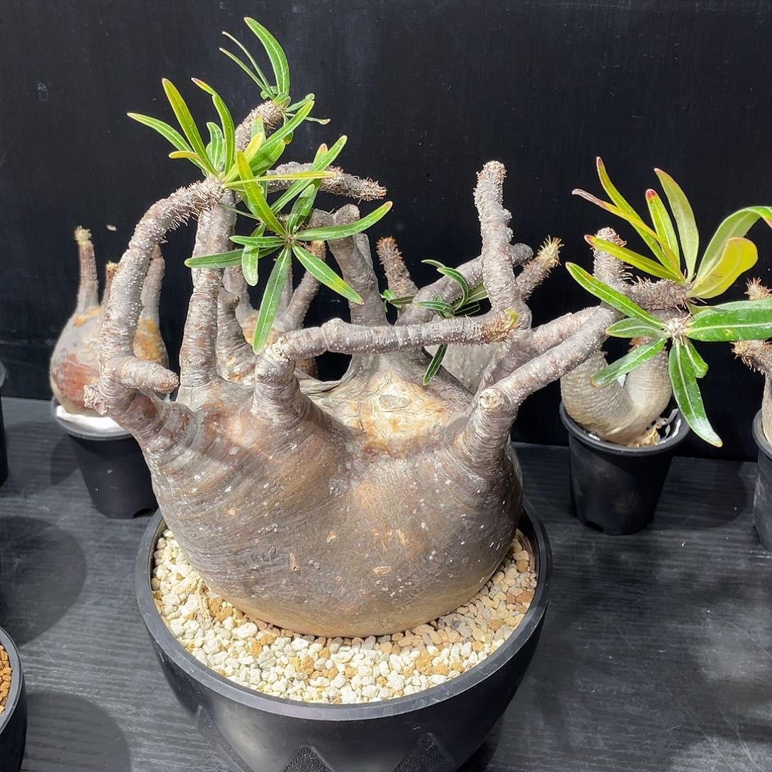 象牙宫带盆包邮哦