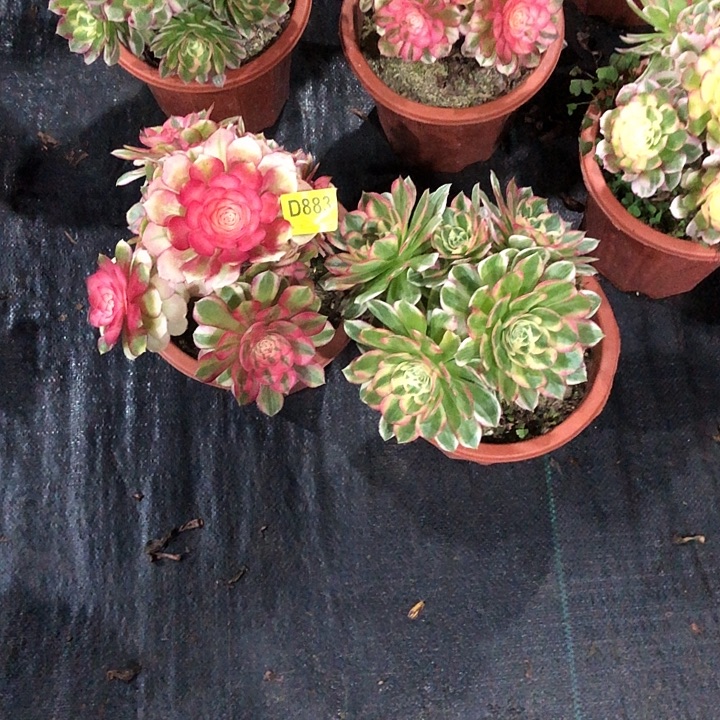 落***飞俩颗多肉8830000000000