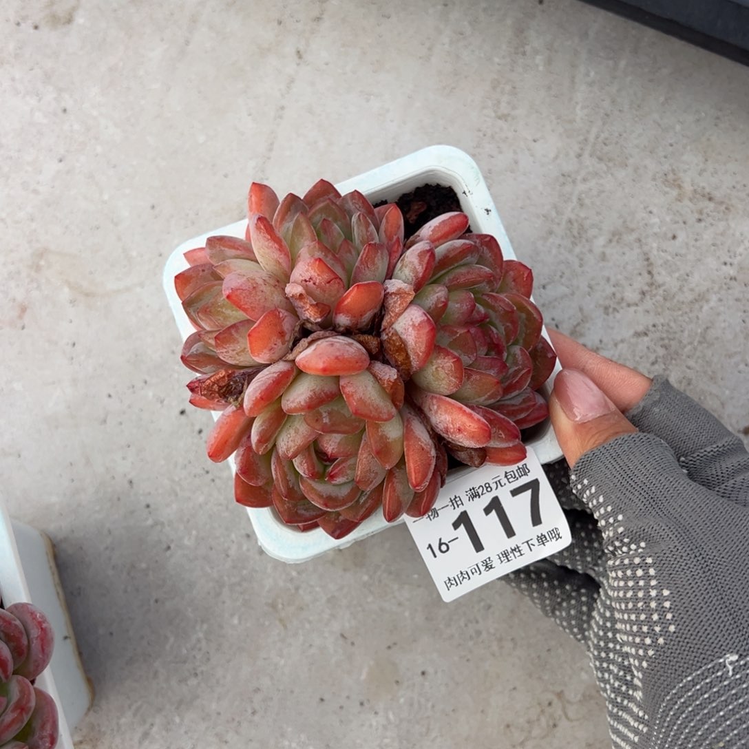 全明星多肉多肉多肉