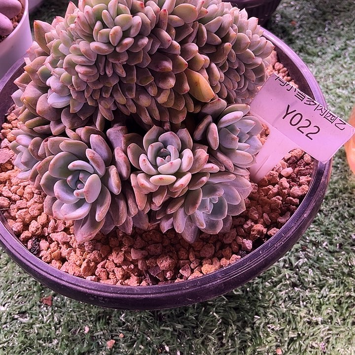 片*我是第一百个为妖刀应援的去